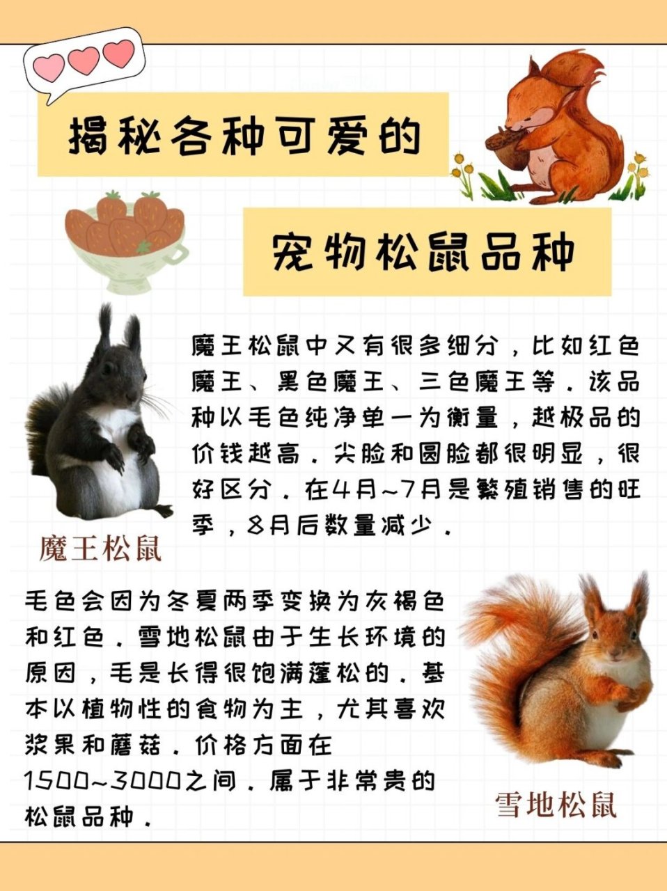 揭秘各种可爱的宠物松鼠品种  9715松鼠这些小家伙就像是森林中的