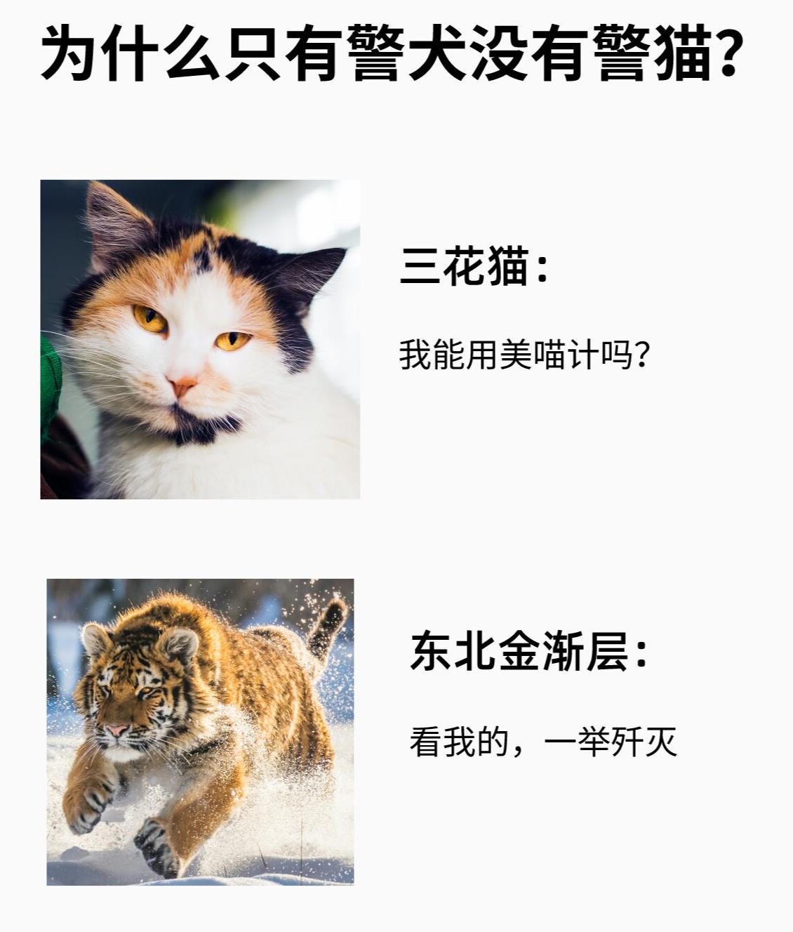 卡尔维诺猫和警察图片