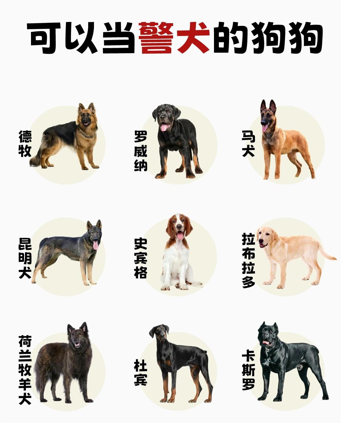 世界十大警犬图片