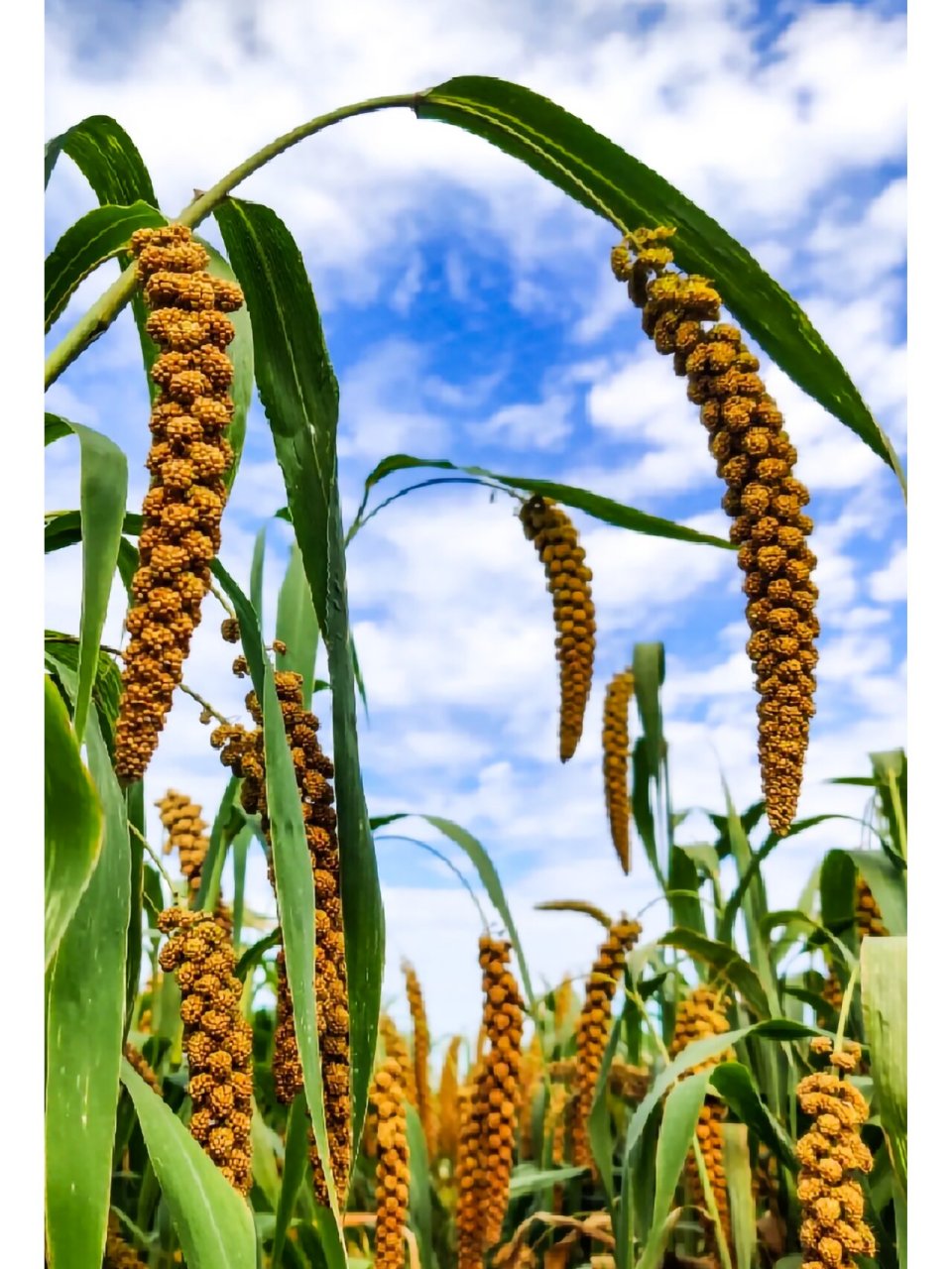 99  90黍子是一种古老的农作物,它在田野中摇曳生姿,仿佛在诉说着