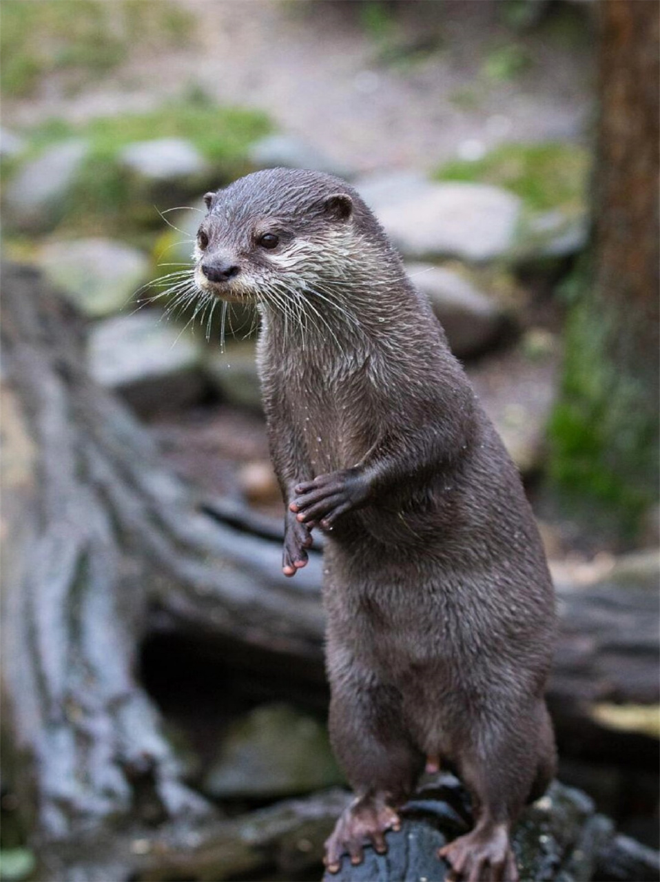 每天了解一种动物小爪水獭  小爪水獭它又名油獭,东方小爪水獭,亚洲小