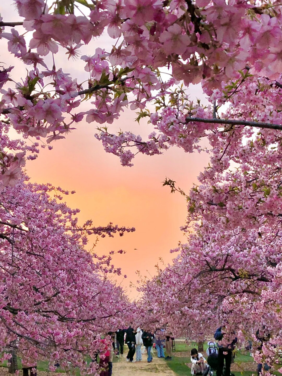 上海📍樱花树围绕的爱心天空🧡