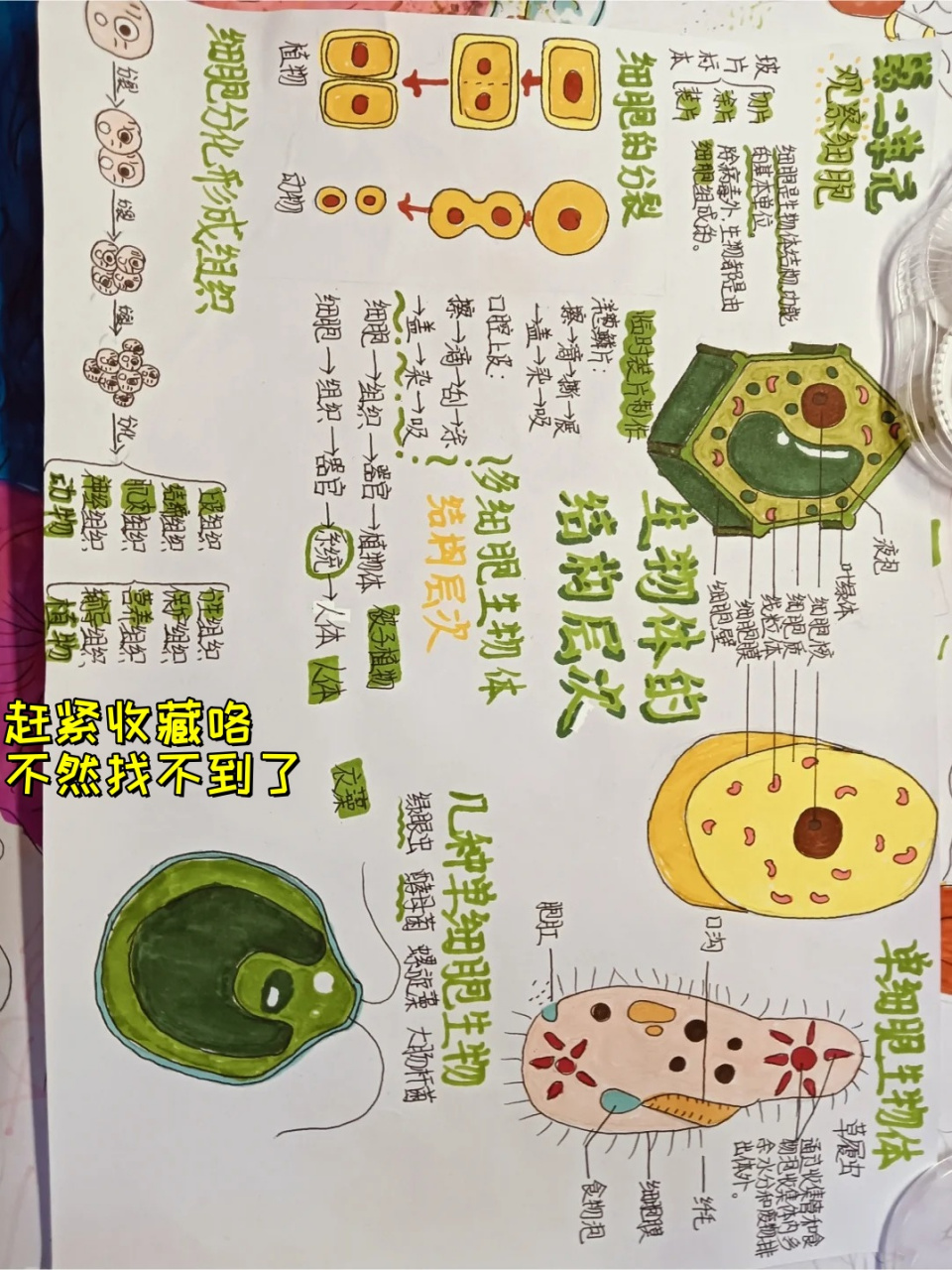 生物手抄报初一 家人们,95初一生物手抄报78,朋友们快点点赞收藏