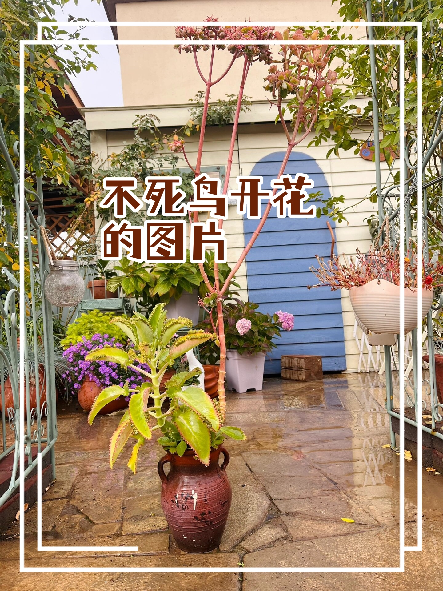 不死鸟的花朵,是生命的象征,绽放出无尽的希望.