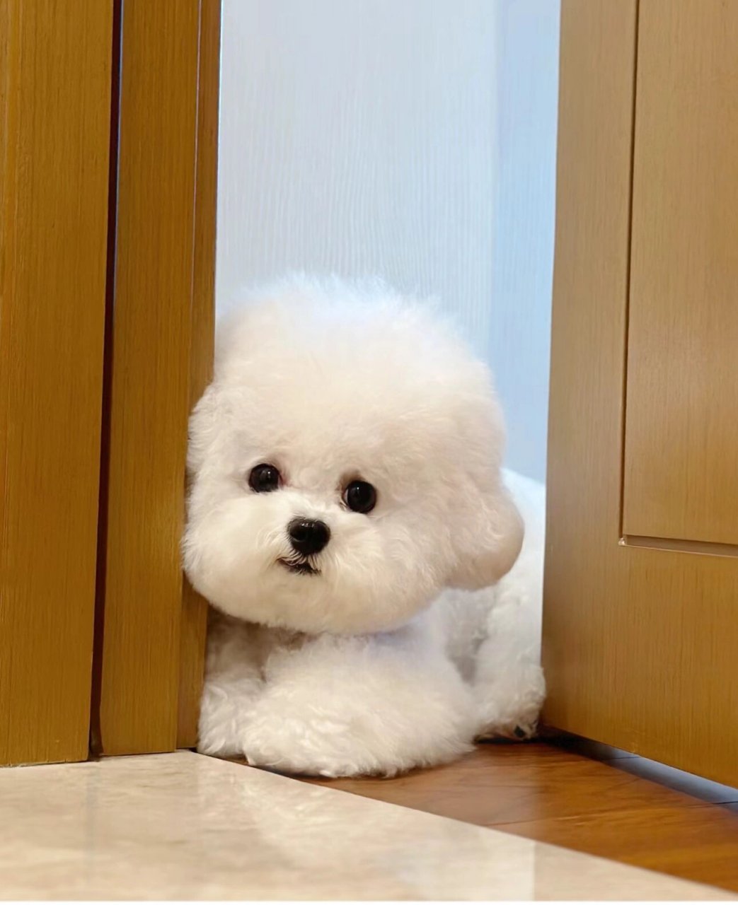 比熊狗狗图片  99比熊狗狗,这群可爱的小天使,总是能用他们的温暖和