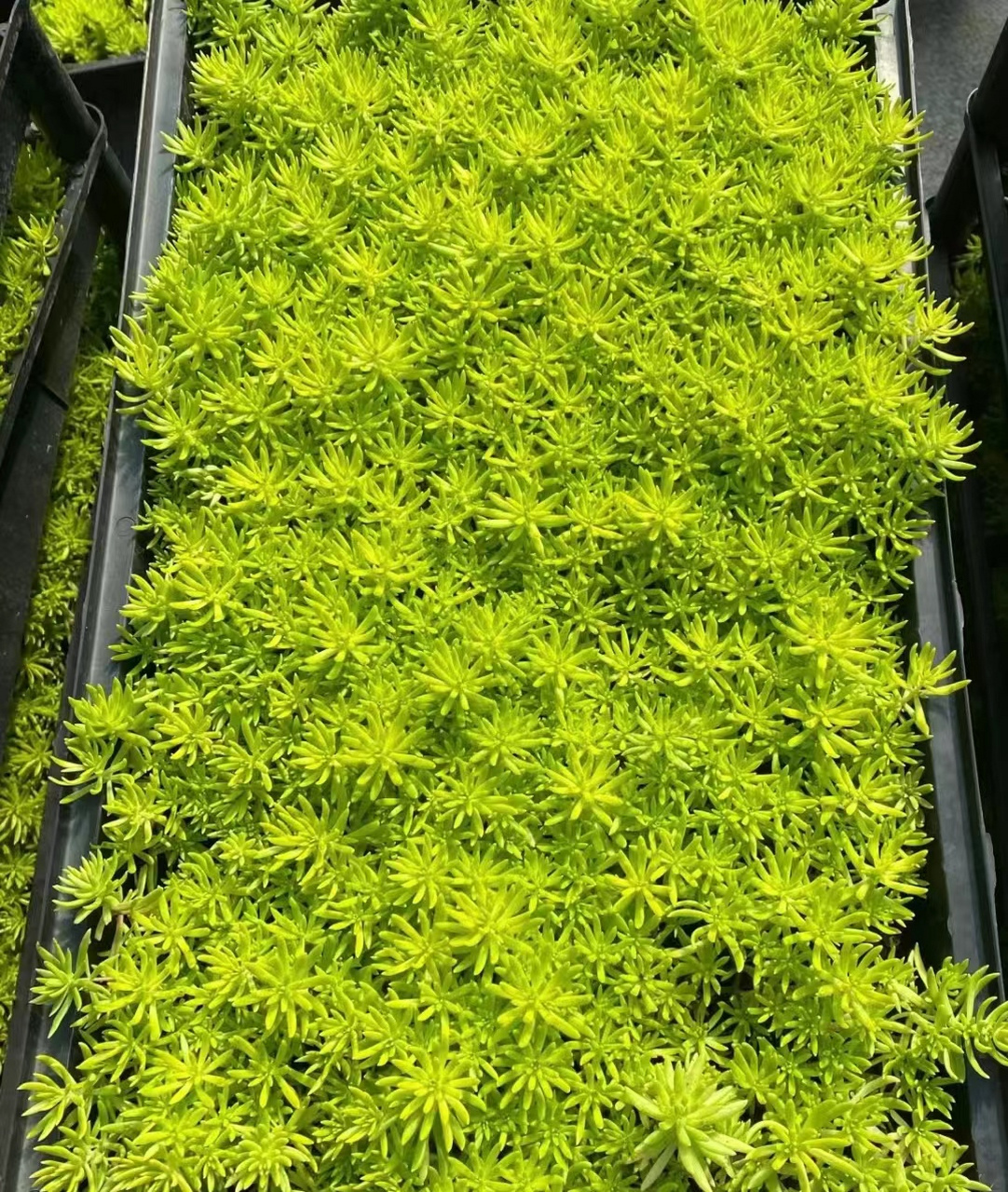 佛甲草图片  今日植物分享-佛甲草🌱🌿  🌿佛甲草,是景天科景天