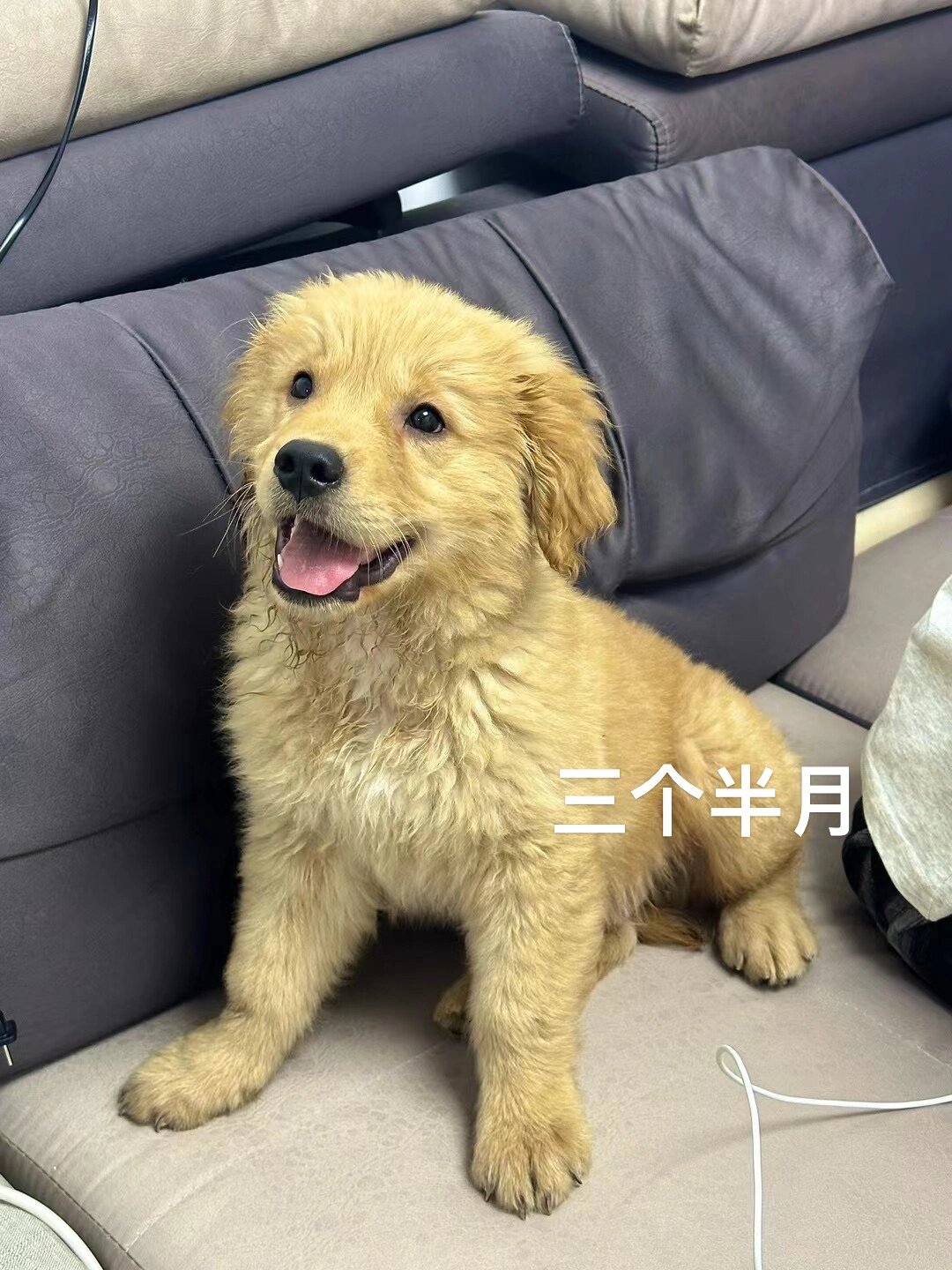 金毛幼犬图片  金毛幼犬