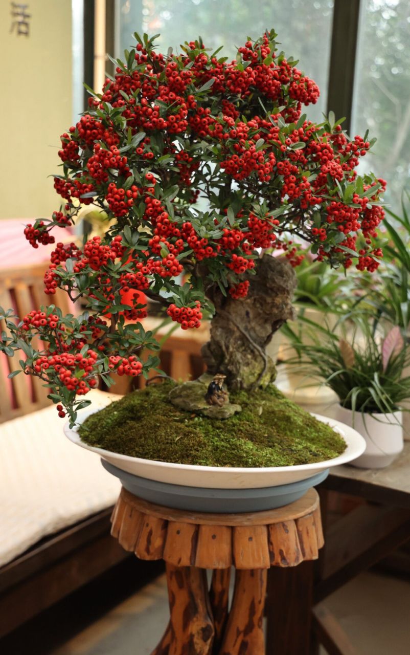 火棘盆景图片  火棘盆景是一种备受欢迎的观赏植物,近年来在花卉市场