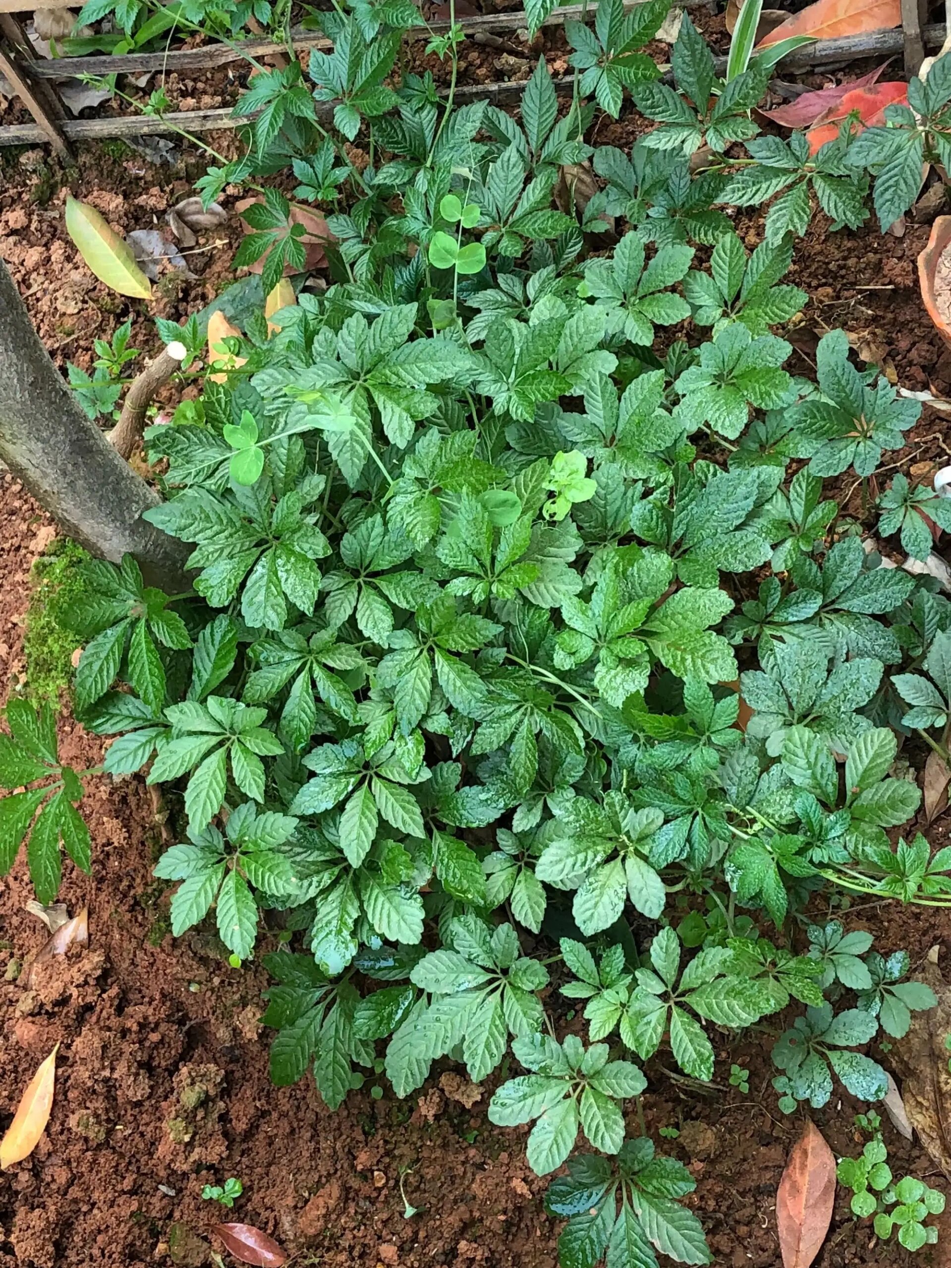 绞股蓝图片 植物图片  绞股蓝