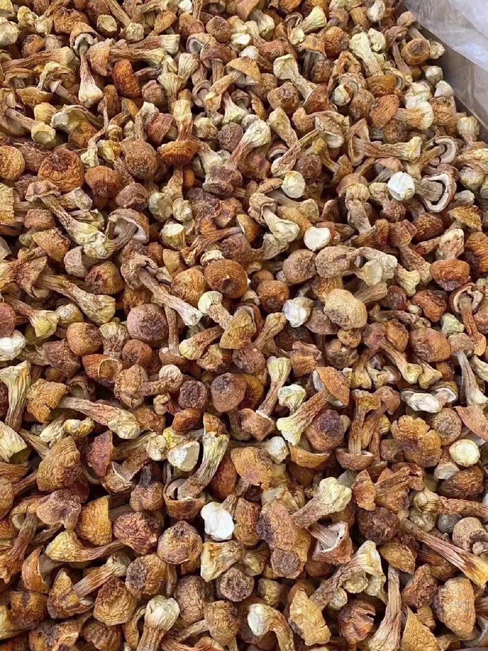 这就是姬松茸,一种珍贵的菌类.😍它的形状如同小巧的雨伞,可爱极了!