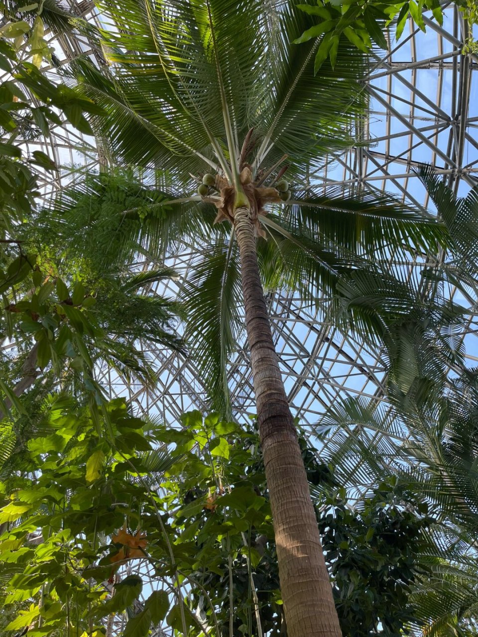 梦之岛一日游,热带植物园和海港码头  今天东京的风真是大得可以,本来