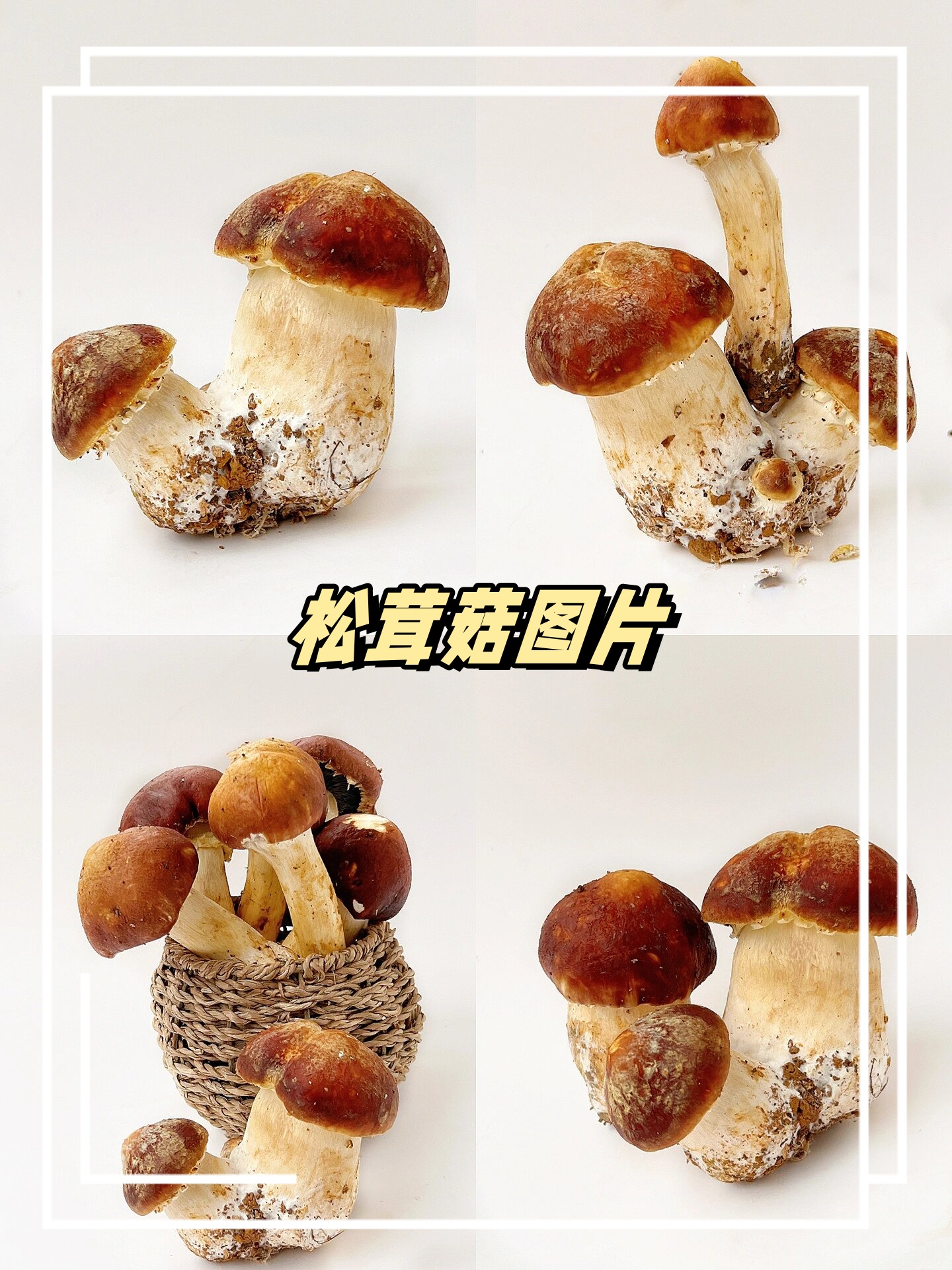 松茸菇图片  松茸菇,大自然的珍贵馈赠,美味又营养!