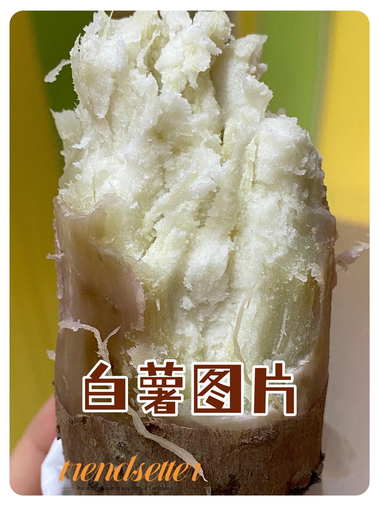 白薯的生长过程充满了生命力
