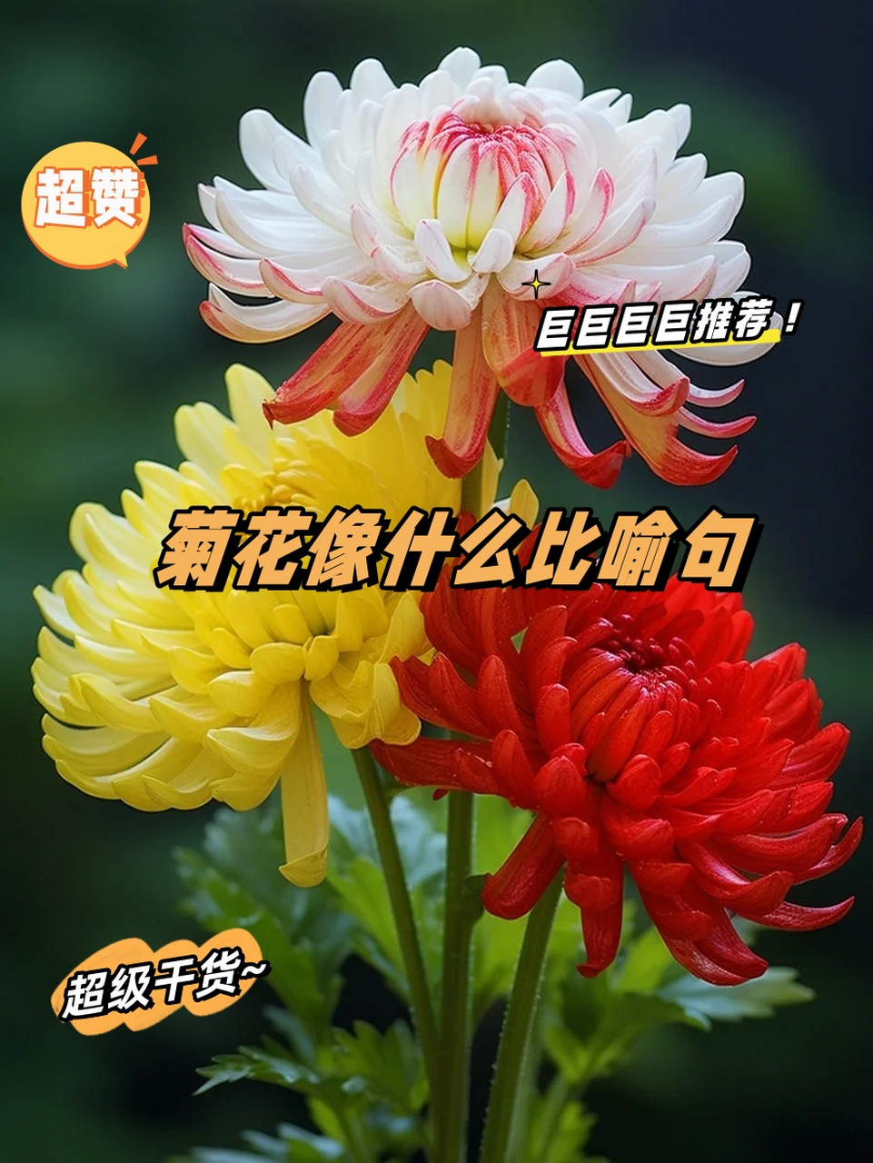 菊花像什么比喻句图片