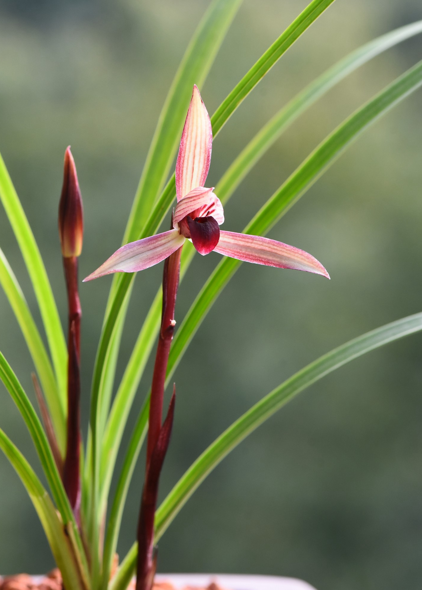 春兰中的经典品种,花色美,香味浓烈,一朵就能香满屋,值得珍藏