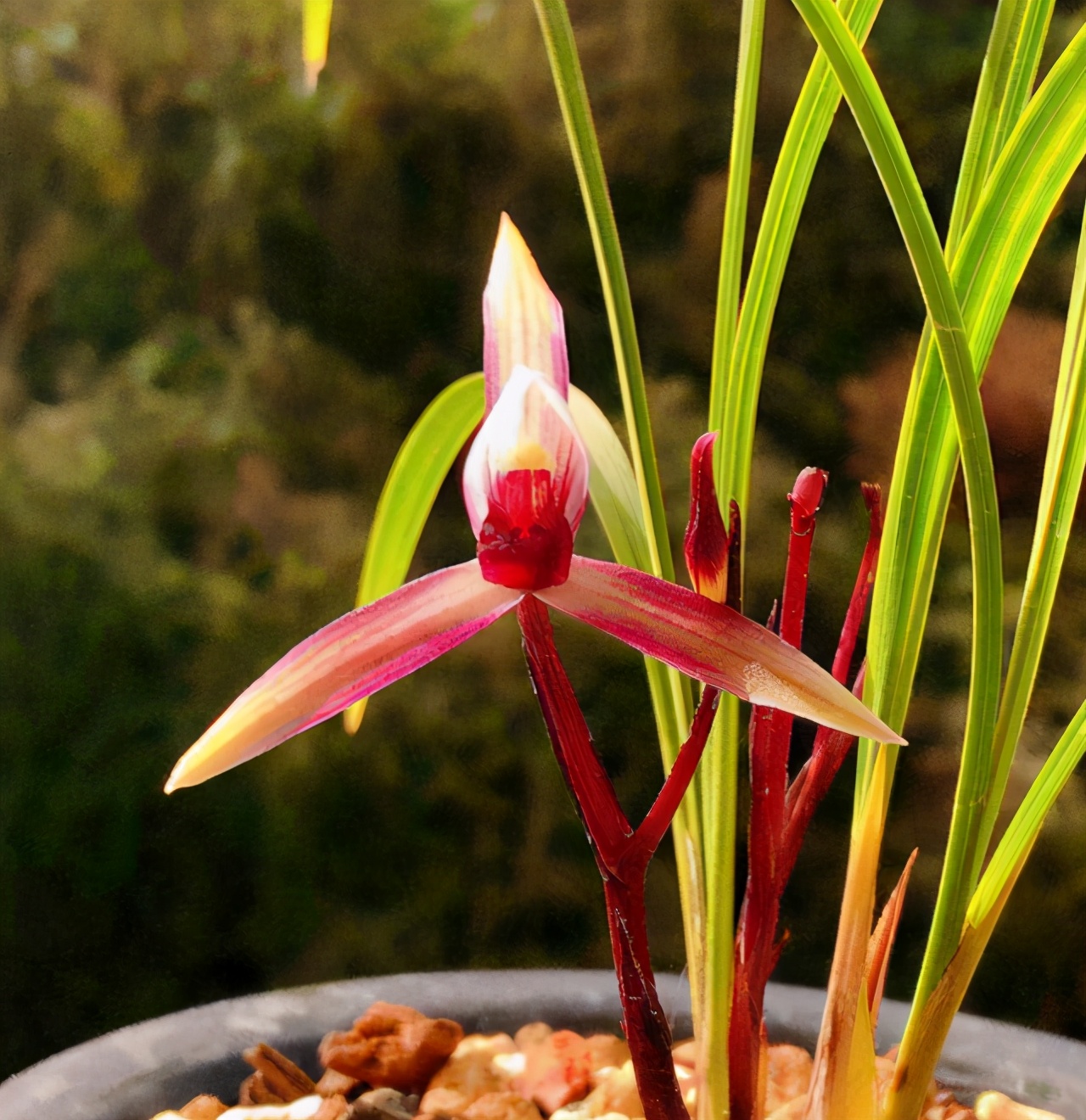 春兰中的经典品种,花色美,香味浓烈,一朵就能香满屋,值得珍藏