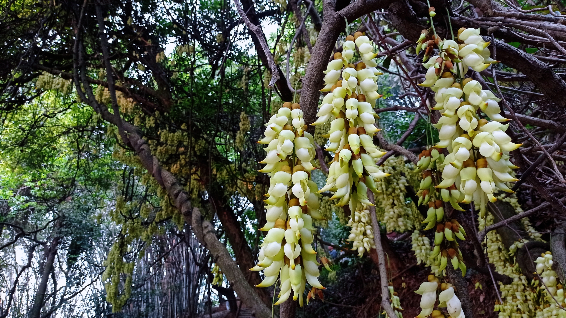 天鹿湖禾雀花图片