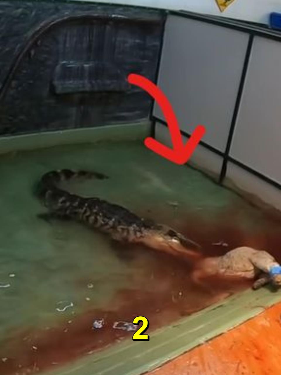 惊险一刻!国外动物园鳄鱼发狂,饲养员险遭撕咬!
