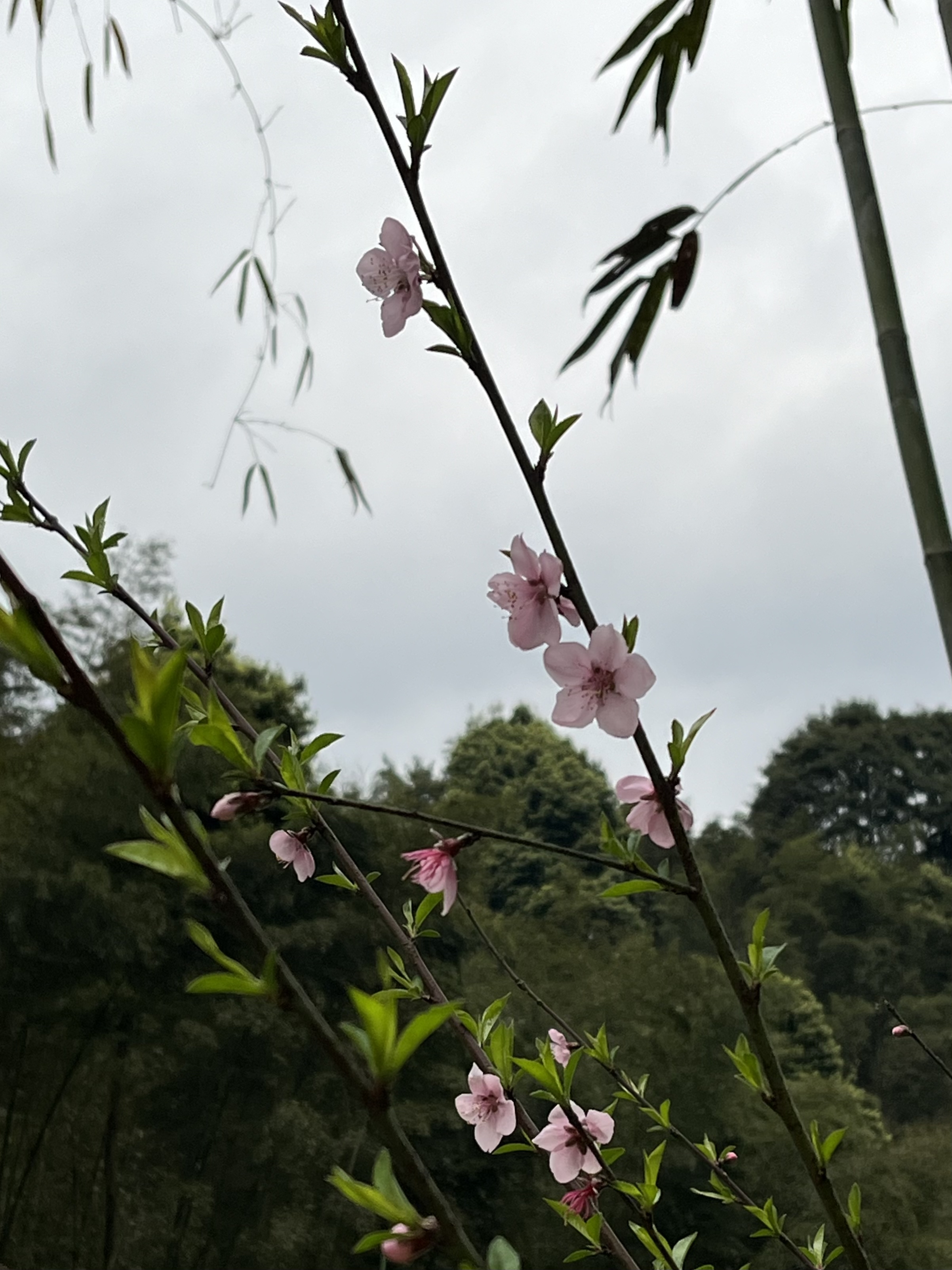 竹外桃花三两枝美景图片