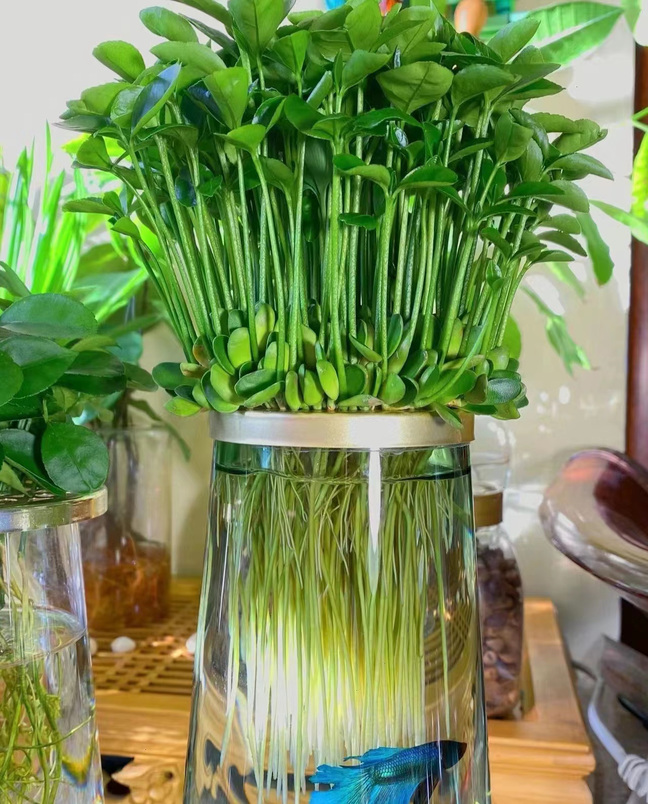 土培植物养护麻烦又脏乱?试试这5种水培绿植,轻松好养又美观