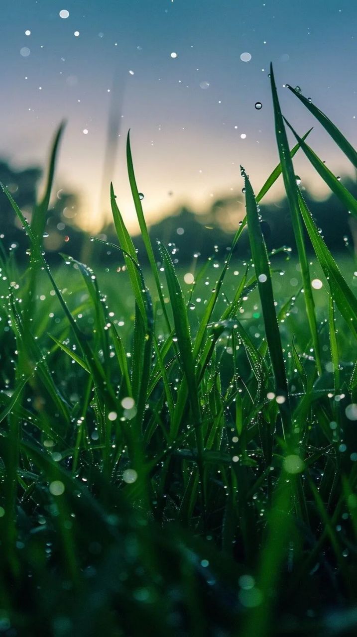 手机壁纸-绿色高清唯美护眼壁纸