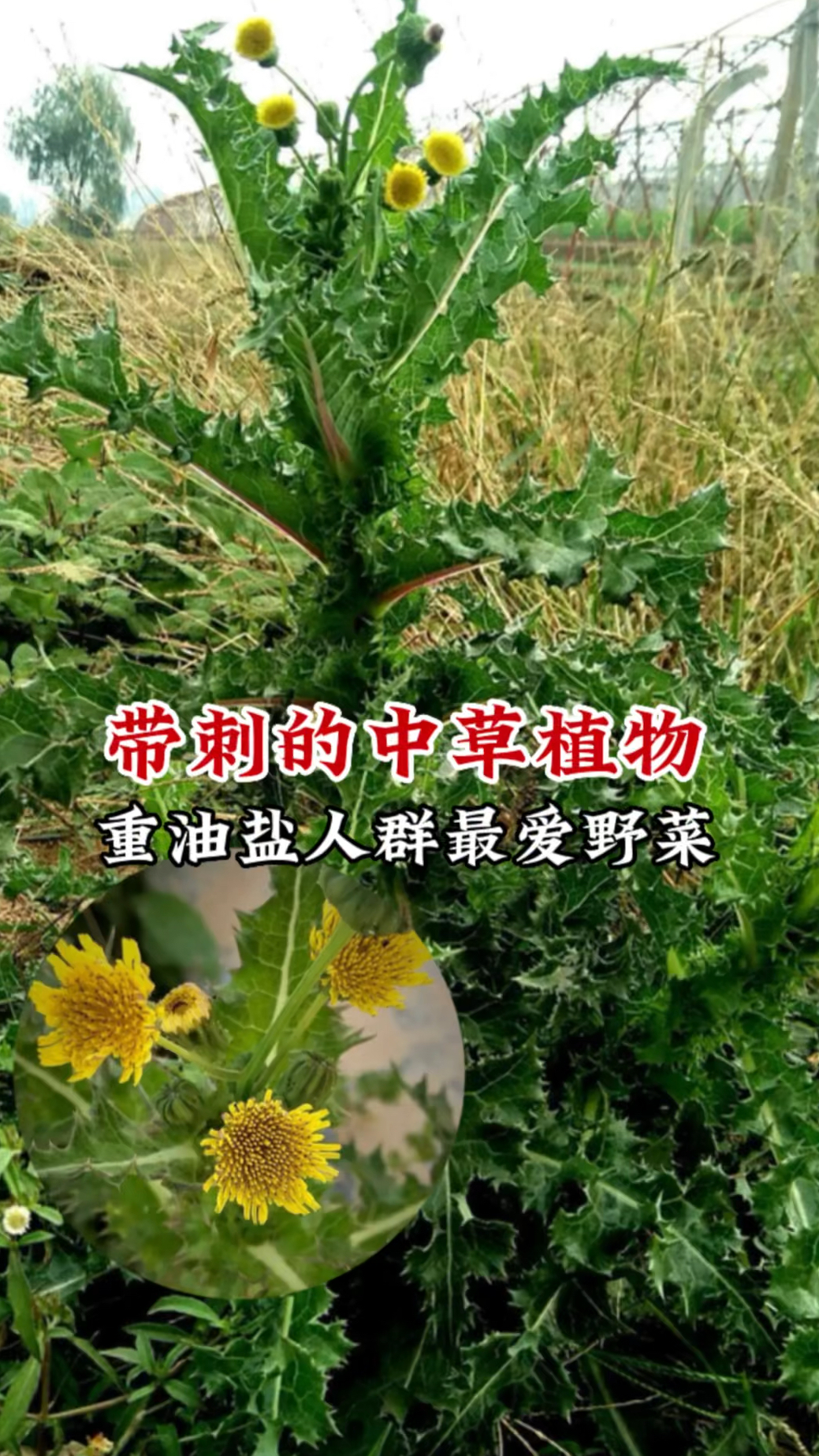 花叶滇苦菜功效图片