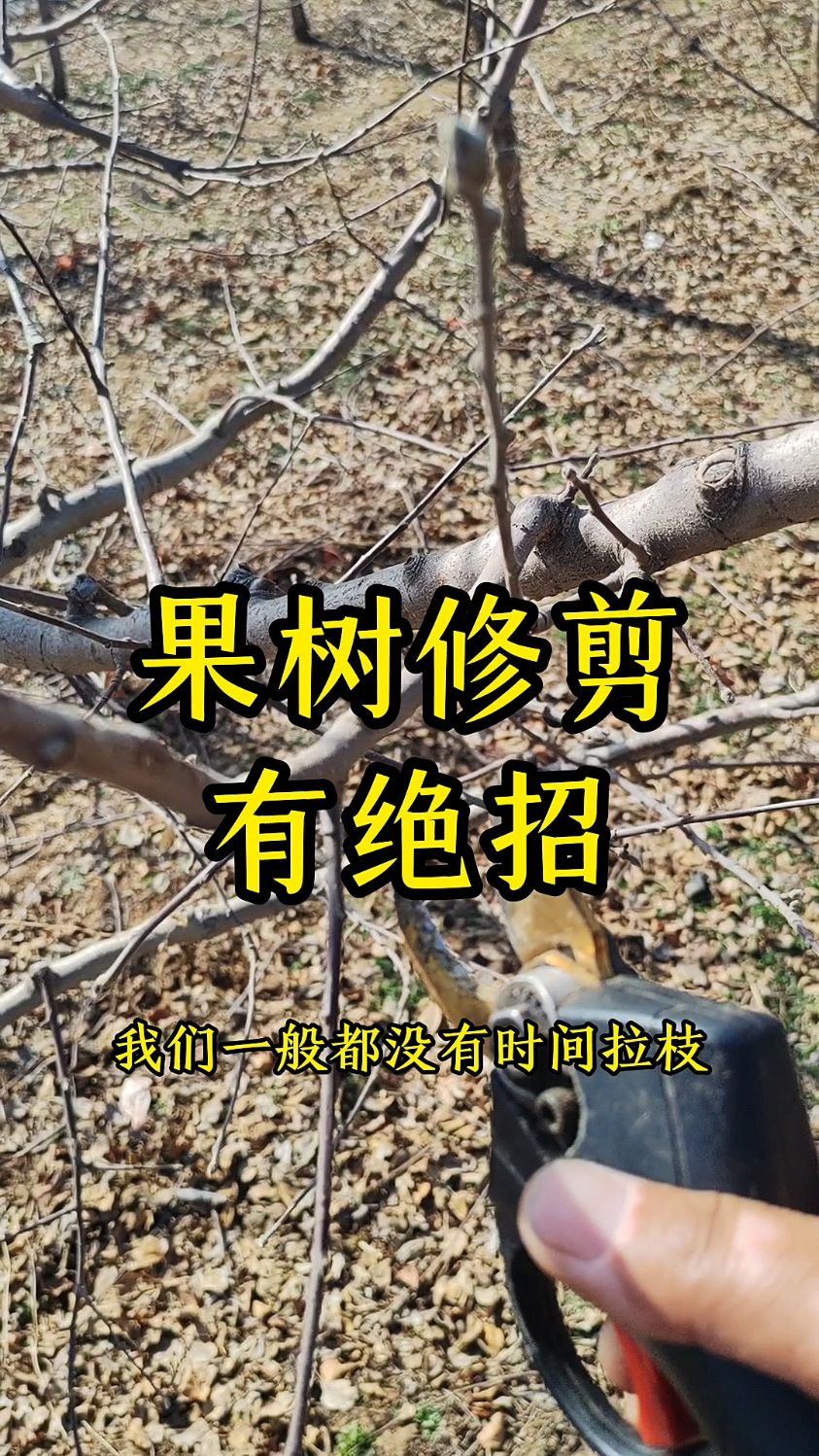 苹果树修剪教学!苹果树修剪视频教程!