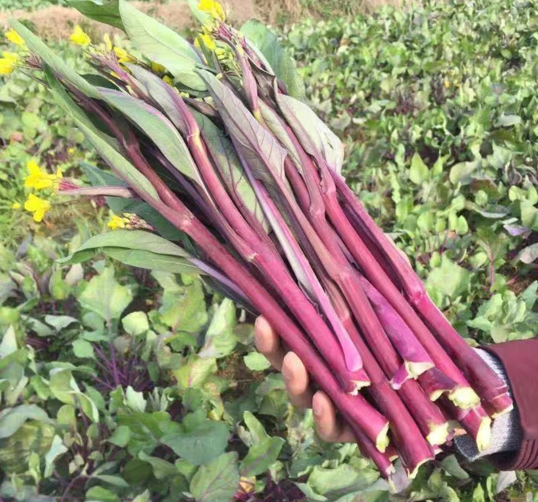 红菜心:四季的美味与健康