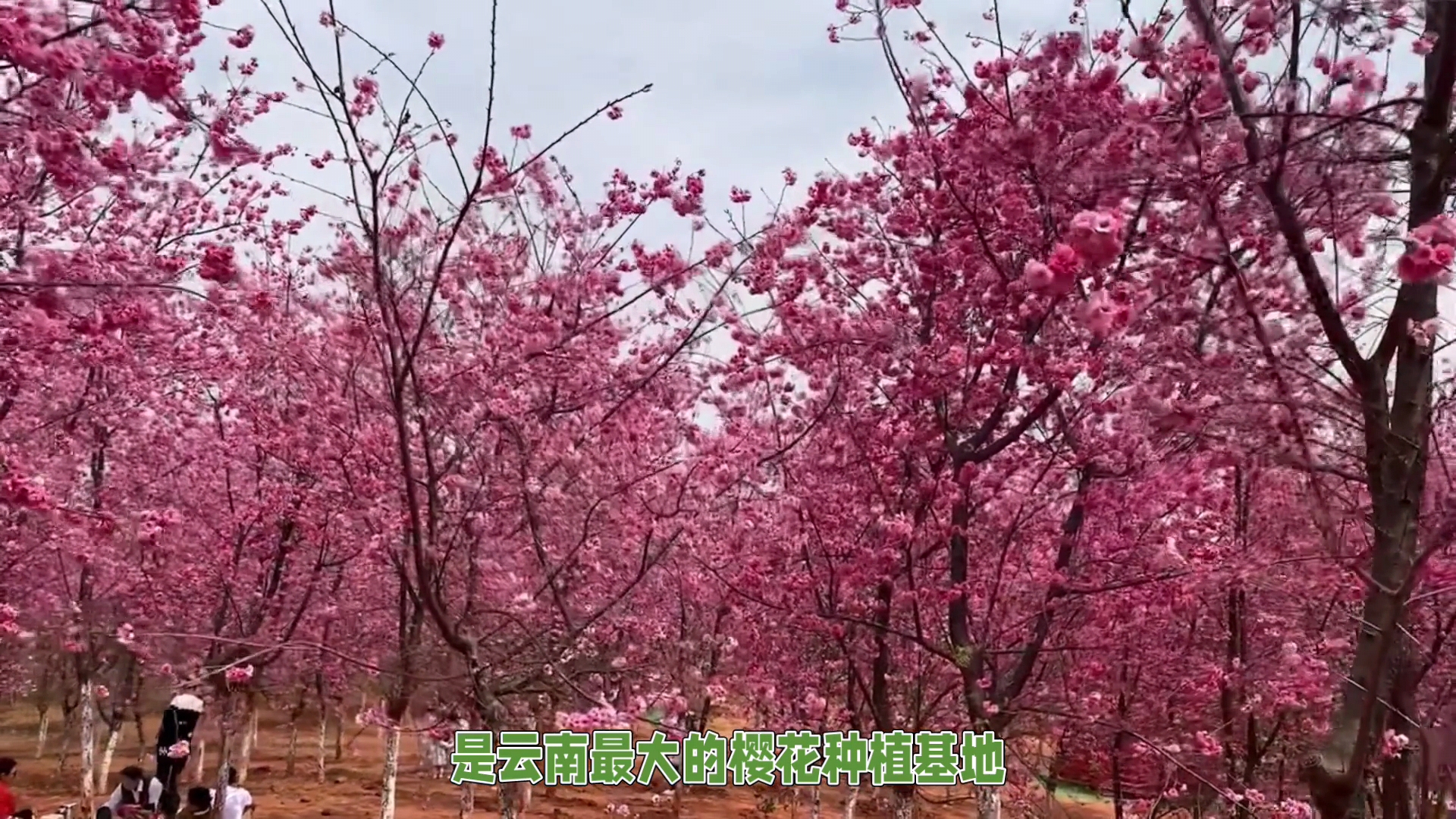 赏花攻略:昆明宜良山后樱花谷