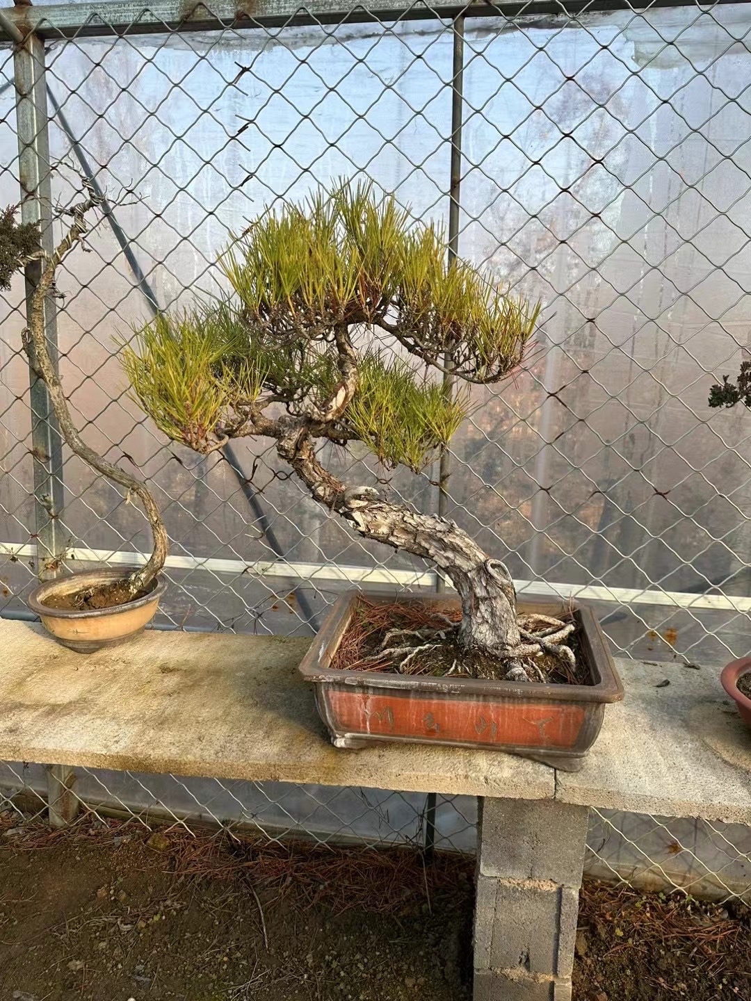 精品松柏盆景