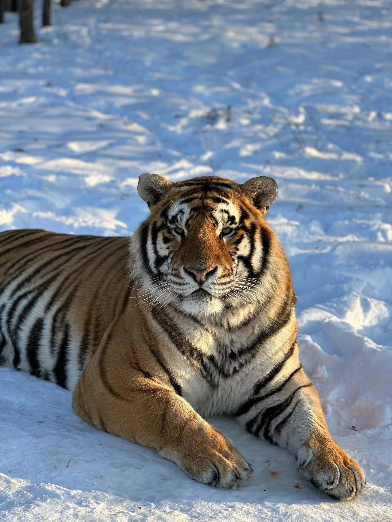 交通:可乘坐公交车或打车前东北虎图片老虎森林照片动物园老虎图片