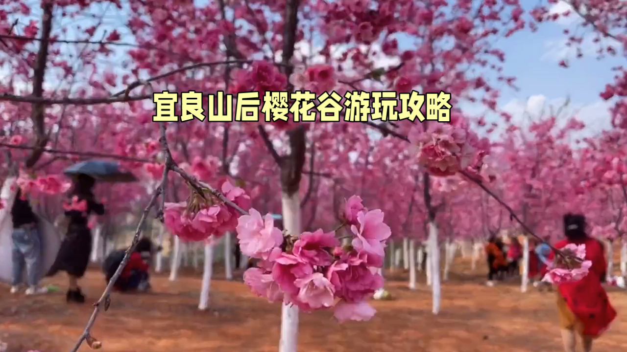 赏花攻略:昆明宜良山后樱花谷