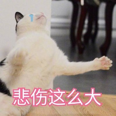 猫猫流汗表情包图片