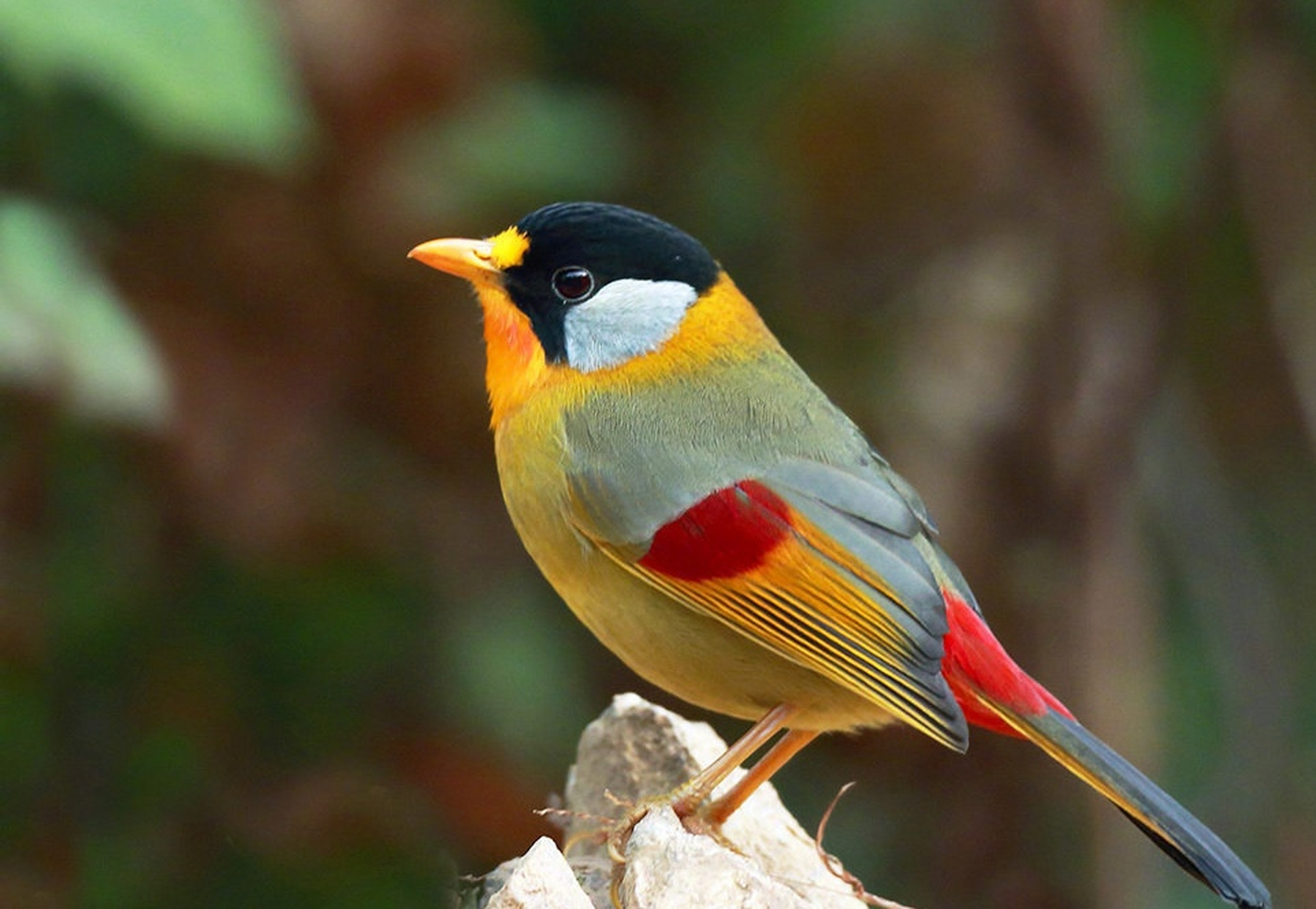 鸟# 漂亮的小鸟