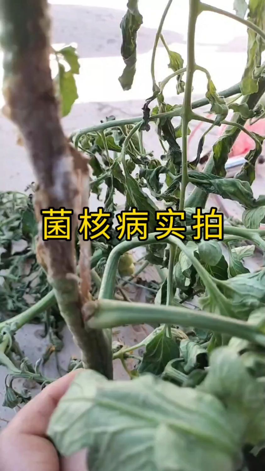 番茄菌核病危害茎干实拍