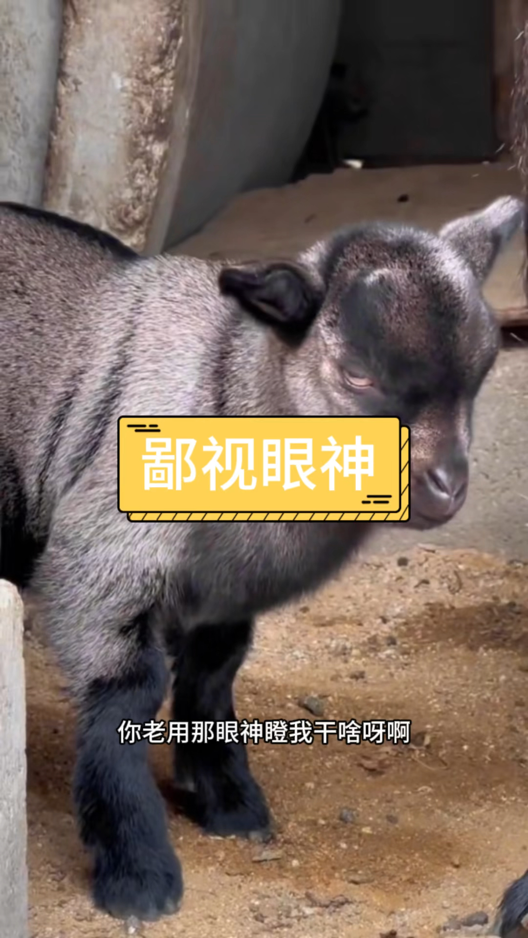 用鄙视的眼神看着你