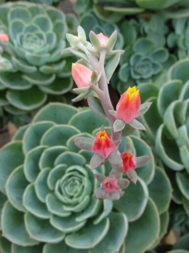 石莲花,宛如大自然的艺术品,以其精致的外形和绚丽的色彩吸引着我们