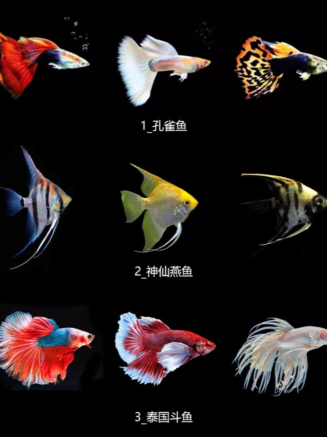 鱼类大全名称图片  鱼类世界的绚丽多彩令人着迷,每一种鱼都有着独特