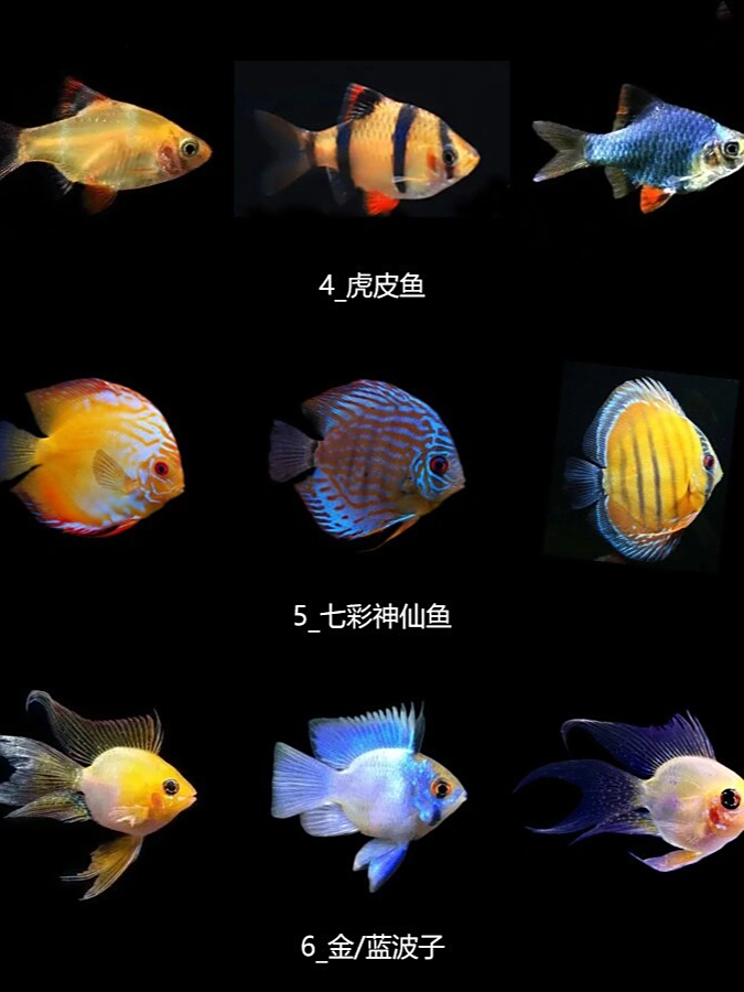 让我们一同走进这个神奇的水下世界,探索孔雀鱼,神仙燕鱼,泰国斗鱼
