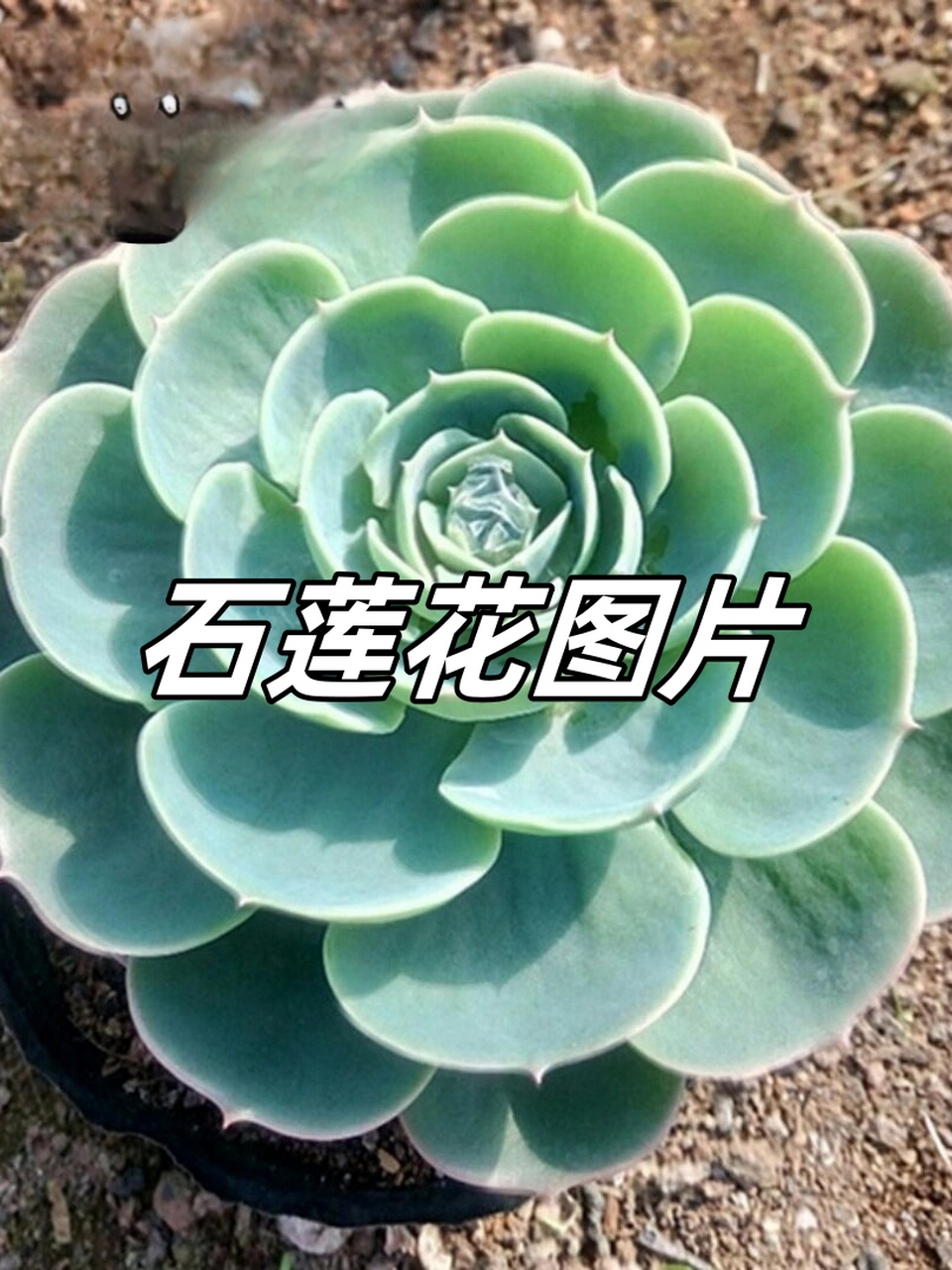 94石莲花,宛如大自然的艺术品96,以其精致的外形和绚丽的色彩