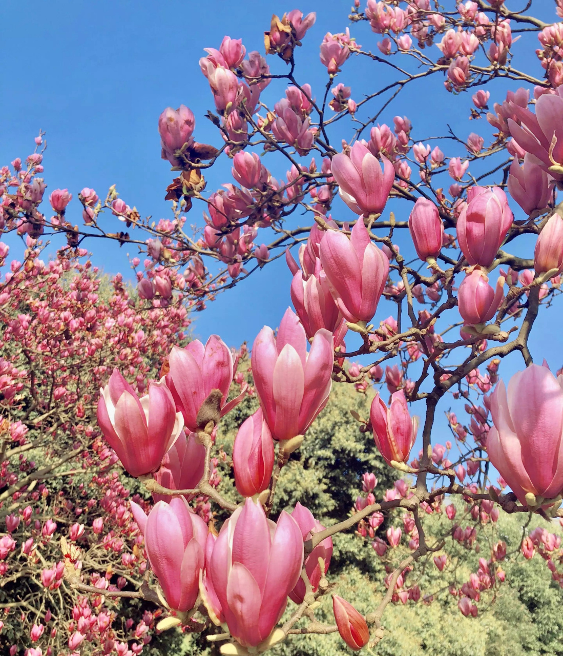 春光明媚,百花争艳,春和景明,  希望人与春好,一切美好都在路上