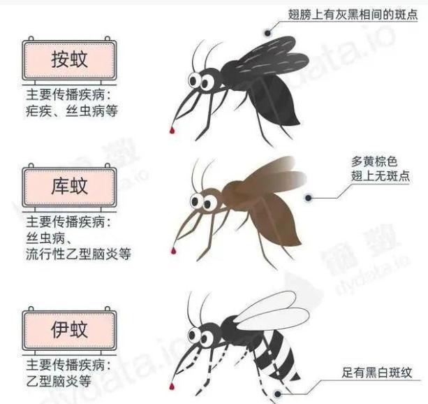 川贝母显微镜图图片