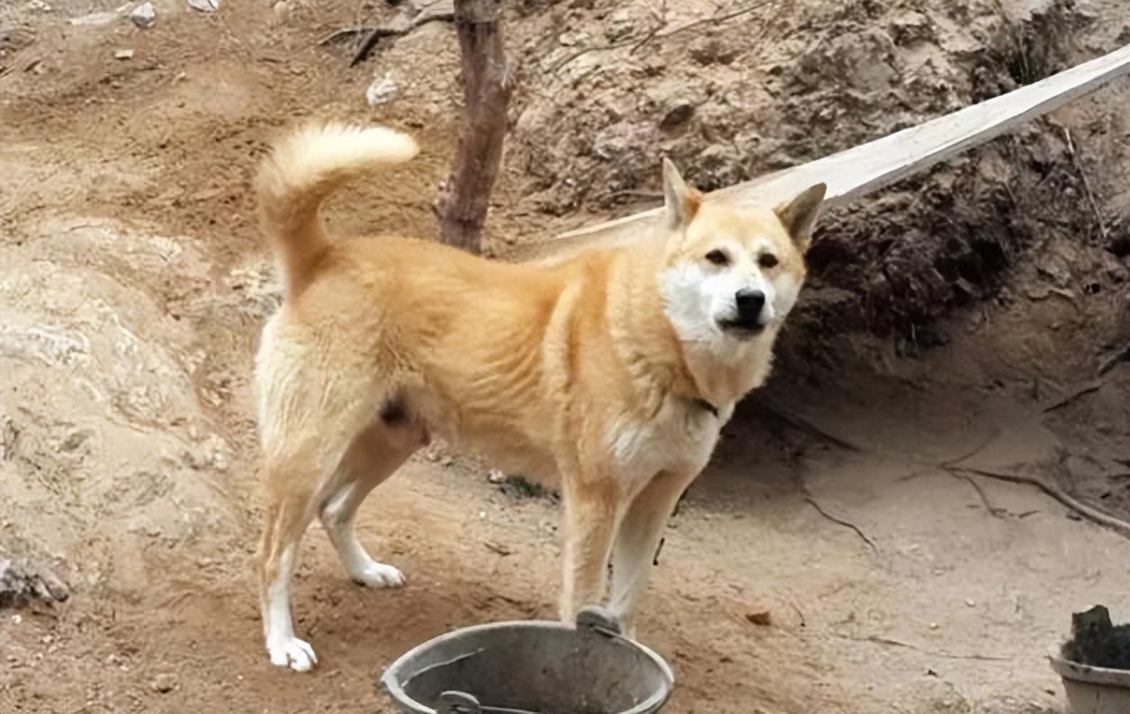 回顾:俗话说"老狗不死家",土狗临死前为何要离开家?它在害怕什么?