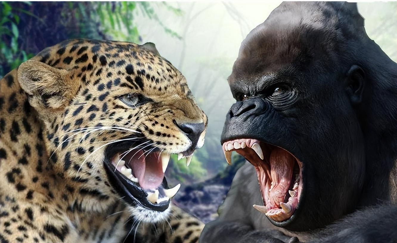 狮子是大自然中的大型猛兽,也是猫科动物中顶尖的猎食者.