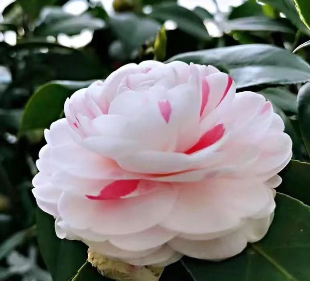 茶花,是这场邂逅中最令人心醉的风景!