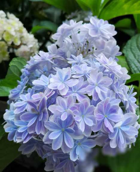 绣球花调蓝之旅探秘蓝色魔法领略园艺新风尚