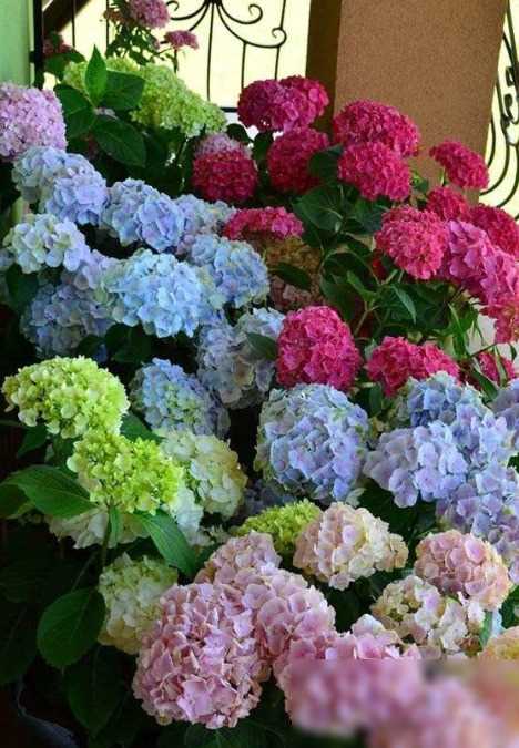 绣球花调蓝之旅探秘蓝色魔法领略园艺新风尚