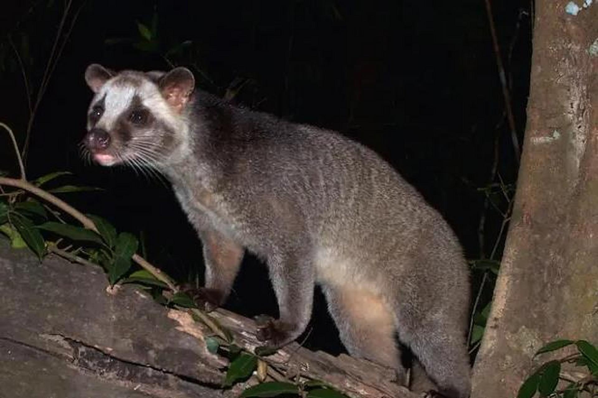 花面狸常见于树林,以植物果实和根为主食,也捕食小动物.