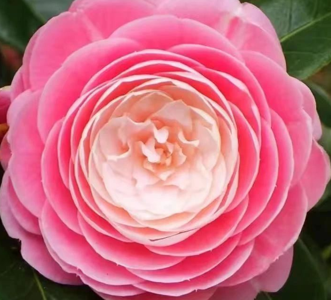 茶花,是这场邂逅中最令人心醉的风景!