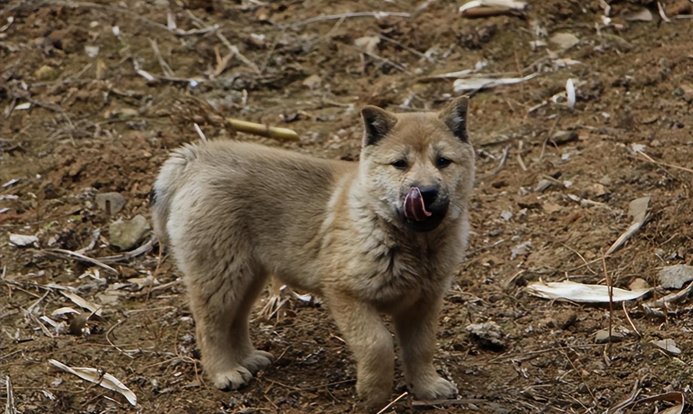回顾:俗话说"老狗不死家",土狗临死前为何要离开家?它在害怕什么?